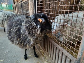 Owca czy baranek wielkanocny? Co to za zwierzę?