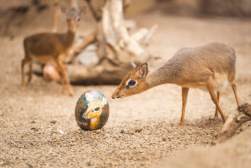 Aukcja z jajem – charytatywna licytacja pisanek malowanych przez opiekunów zwierząt wrocławskiego zoo