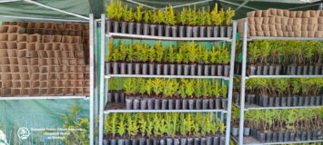 EkoAkcja we Wrocławiu: Sadzonki drzew za przyniesioną makulaturę i elektrośmieci