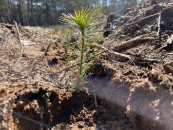 PGE posadziła 65 tysięcy drzew w tegorocznej edycji programu „Lasy Pełne Energii”