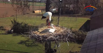 PGE w trosce o bociany