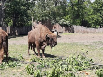Narodziny żubrzątka we wrocławskim ZOO