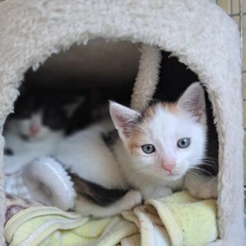 Wakacje od zwierząt ?