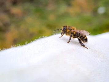 Dzień Pszczoły we wrocławskim Ogrodzie Botanicznym