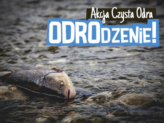 Akcja Odrodzenie czysta odra