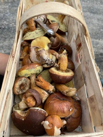 Czas na grzybobranie! Na co powinniśmy zwrócić uwagę