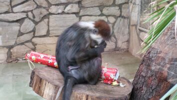 Dzień Małpy we wrocławskim ZOO