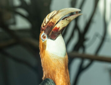 Dzioborożce karbodziobe znalazły dom we Wrocławskim ZOO