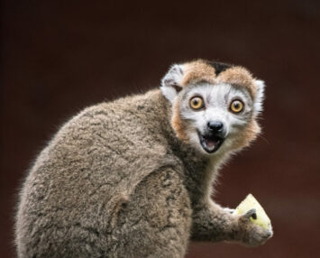 Dzień Ziemi: Zoo ratuje zagrożone gatunki