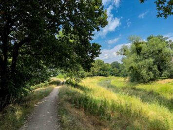 Po 16.00 O czym szumi las