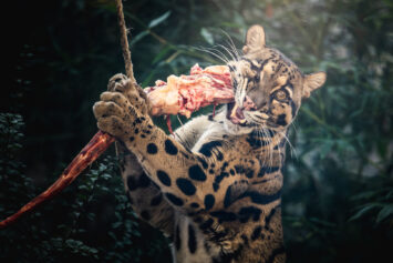 Dzień pantery mglistej we wrocławskim zoo