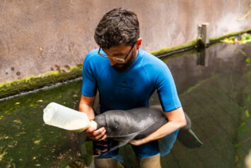 We wrocławskim zoo urodził się manat