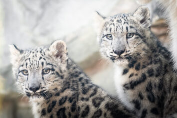 Zoo Wrocław: Ogłosiliśmy imiona naszych panter śnieżnych