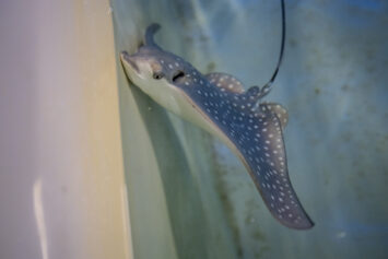 Młode płaszczki we wrocławskim zoo