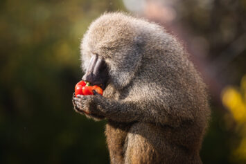 Czwartek w ZOO nie taki znowu tłusty