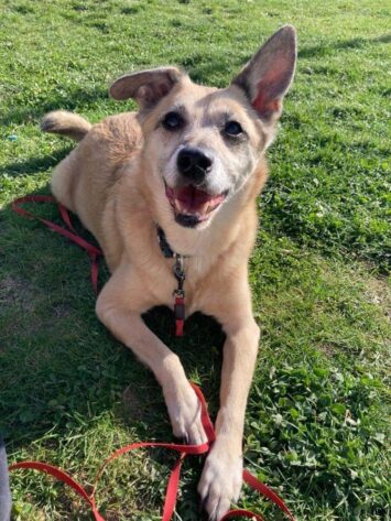 Podziel się sercem – wolontariusze poszukiwani