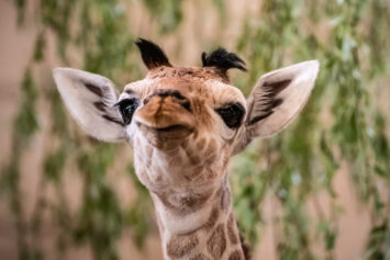 Mała żyrafa we wrocławskim zoo!