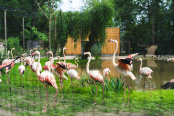 Nowy pawilon flamingów w zoo już otwarty
