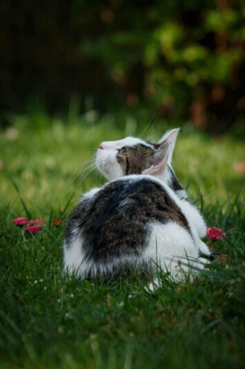 Ponad 400 zwierząt czeka na nowy dom!