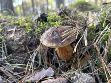 Grzybobranie może skończyć się w szpitalu: eksperci z USK we Wrocławiu ostrzegają przed zatruciami