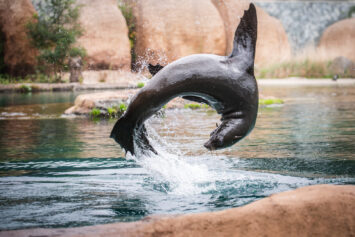 Zbliża się wielkie świętowanie we wrocławskim ZOO