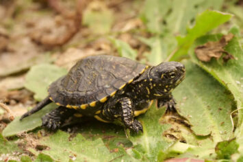 Poznaj jedynego żółwia w Polsce