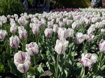 18:10 Herbatka z naukowcem