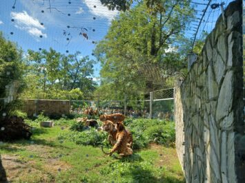 Zdobądź bilety do Zoo!