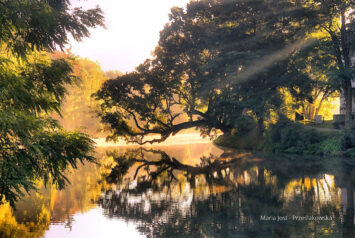 Drzewem Roku 2025 zostało Krzywe Drzewo w Szydłowcu