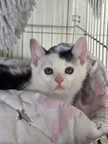 Jeśli możesz, adoptuj kota. Schronisko prosi o pomoc