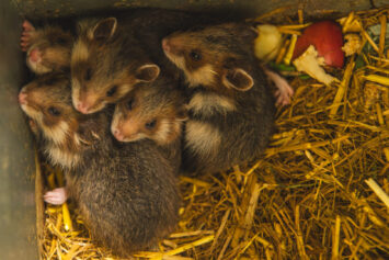 Pięć powodów do radości w ZOO Wrocław – Bryg, Bosman, Brzask, Burza i Bryza