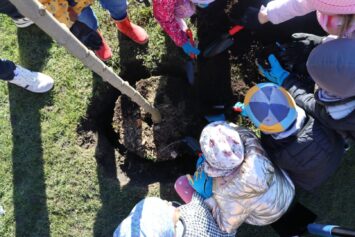 Klony zamiast betonu przy Aquaparku na Zakrzowie i Brochowie