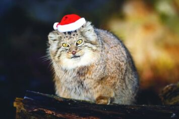 Jak wygląda Boże Narodzenie i Sylwester w ZOO w Wrocław?