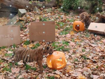 Czworaczki tygrysów opuszczą niedługo ZOO Wrocław