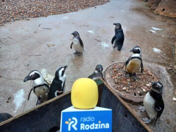 20 stycznia – Dzień Wiedzy o Pingwinach