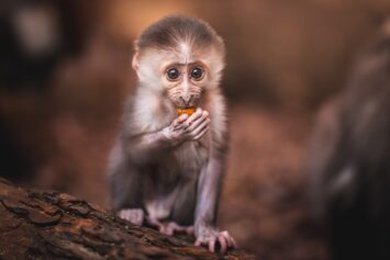 Nowe małpki w małpiarnii