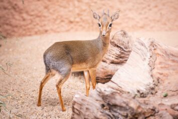 Rekordowy rok dla ZOO Wrocław