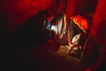 Niezwykła historia mrównika odchowanego na butelce