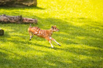 Wrocławskie zoo zaprasza na majówkę. Ukryte wejściówki i baby boom w ogrodzie