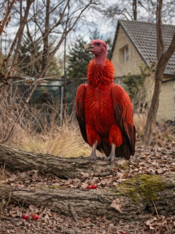 Nowy mieszkaniec wrocławskiego zoo