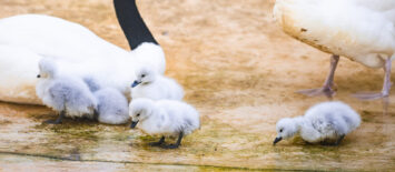 Baby boom w zoo trwa