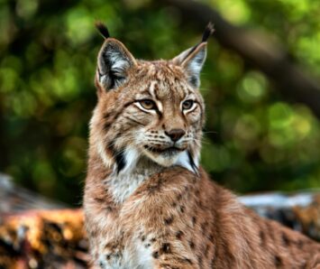 16:10 Dzień Rysia z ZOO Wrocław
