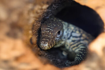Historyczny sukces ZOO Wrocław. Na świat przyszedł pierwszy w Polsce waran z Komodo
