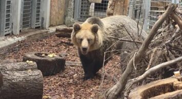 Nowy lokator w ZOO Wrocław! Przyjechał do nas niedźwiedź brunatny Artur