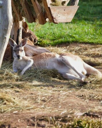 Powołano Zespół Zarządzania Kryzysowego ws. ZOO w Łącznej